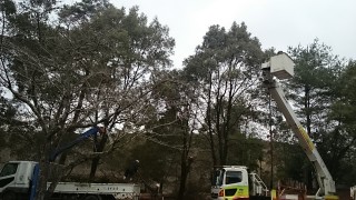 ３月は日田市の公園で立ち枯れ樹木を伐採しましたのイメージ画像