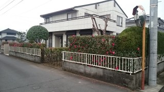 日田市内のK様邸の剪定をしましたのイメージ画像