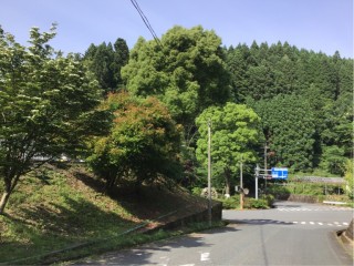NTT西日本様より支障木の伐採依頼が有り速やかに対応しましたのイメージ画像