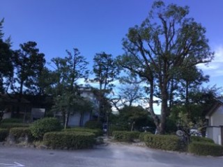日田市内の2校の高木の剪定を行いましたのイメージ画像
