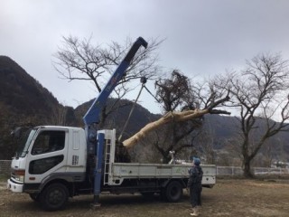 大山町で巨木（サクラ）の移植工事をしましたのイメージ画像