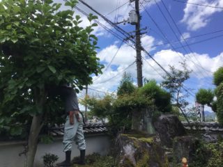 赤松が3本有るお庭の剪定に伺いましたのイメージ画像