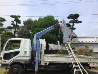 初めて玉川斎場の剪定をしましたのイメージ画像